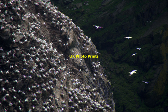Photo 6"x4" Gannets (Morus bassana) on the Neap, Hermaness Burrafirth c2016