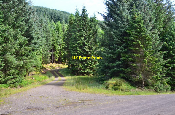 Photo 6"x4" Track junction, Leithenwater Forest Williamslee c2016