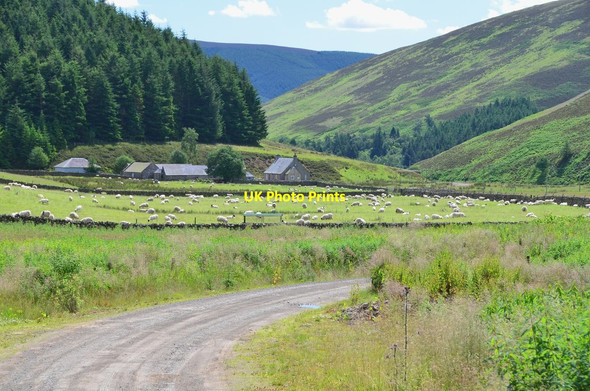 Photo 6"x4" Sheep at Williamslee Williamslee c2016