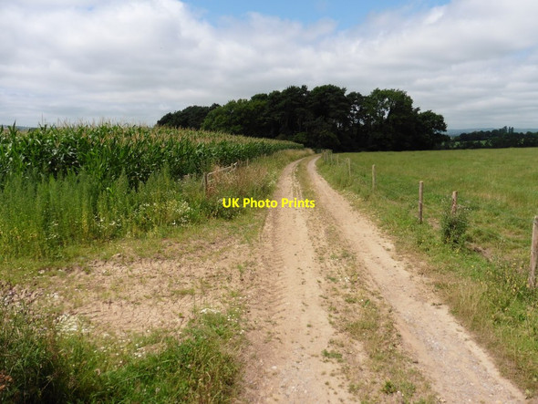 Photo 6"x4" Track to Aller Wood Aller\/ST0506 c2016