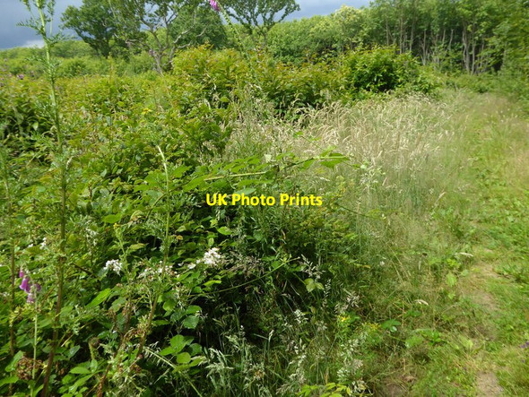 Photo 6"x4" London Countryway in Kent (74) Trottiscliffe c2016