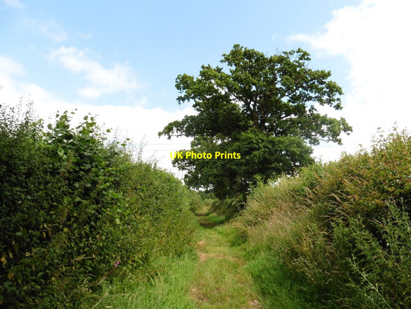 Photo 6"x4" Track to Sloughpool Farm Mutterton c2016
