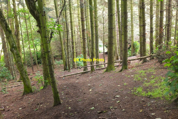 Photo 6"x4" Woodland near Whitehaugh, Peebles Peebles\/NT2540 c2016