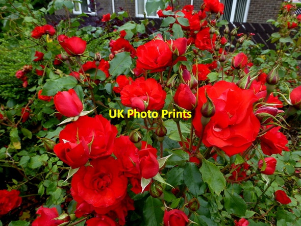 Photo 6"x4" Red roses at Orangefield Park Omagh c2016
