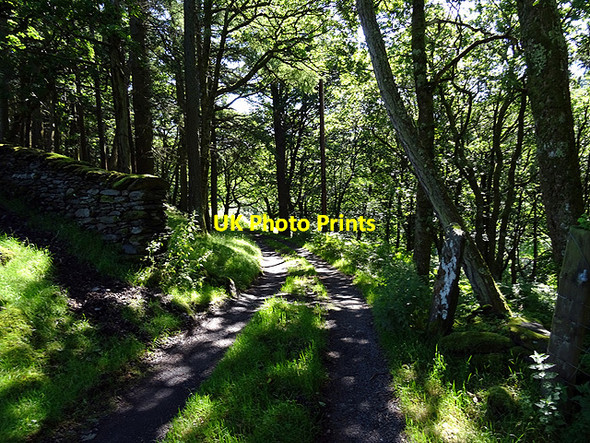 Photo 6"x4" Road (and path) through a wooded area ... Glandyfi c2016