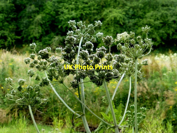 Photo 6"x4" Common hogweed, Cranny Omagh c2016
