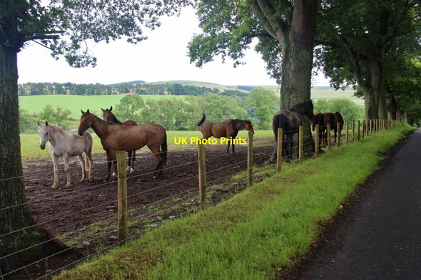 Photo 6"x4" Horses at Dyke's Strip, Bedrule Bedrule c2016
