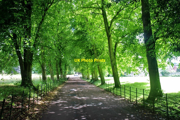 Photo 6"x4" Avenue to Dryburgh Abbey Hotel Dryburgh\/NT5931 c2016