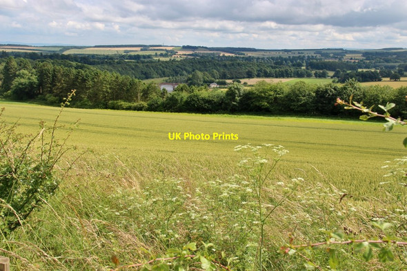 Photo 6"x4" Cereal field at Clinthill Bemersyde c2016