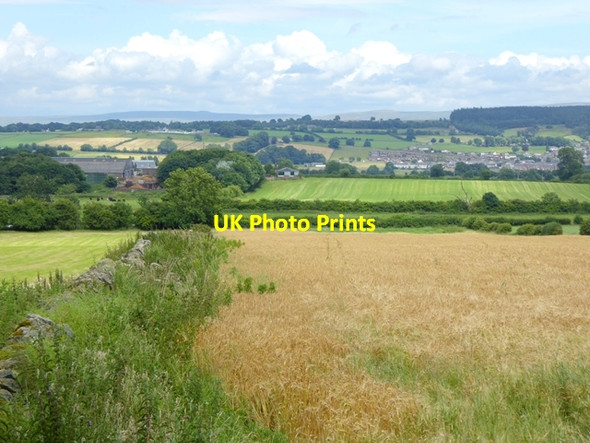 Photo 6"x4" Field of barley at Old Riggs Newbiggin\/NY4729 c2016