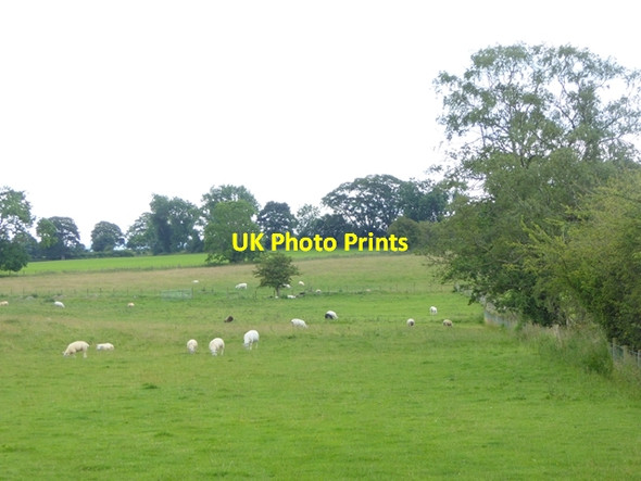 Photo 6"x4" Field with sheep near Newton Reigny Newton Reigny c2016