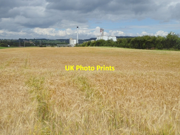 Photo 6"x4" Barley field off Mile Lane Penrith c2016 P1