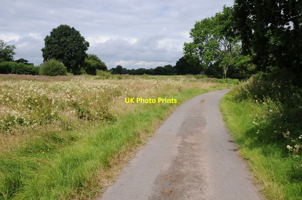 Photo 6"x4" Country road passing Pigmore Common Lower Burton c2016