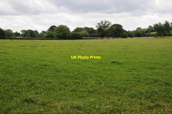Photo 6"x4" Cattle in a field near Dilwyn Lower Burton c2016