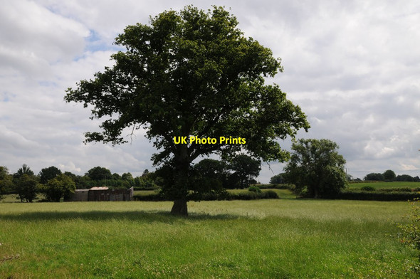 Photo 6"x4" Oak tree in a field Eardisland c2016