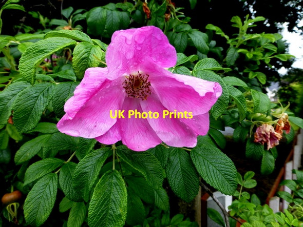 Photo 6"x4" Rose, Mullaghmore Omagh c2016