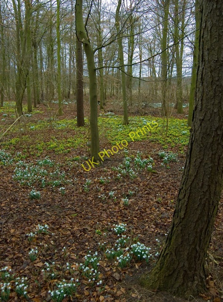 Photo 6"x4" Middleton Wood Middleton on-the-Wolds c2009