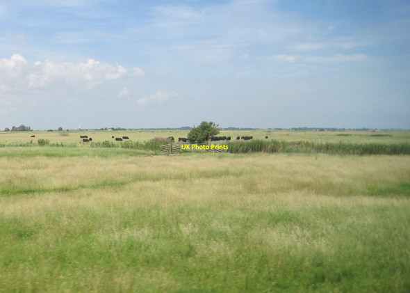 Photo 6"x4" View from a Norwich-Great Yarmouth train - cattle grazing north of Reedham Marshes Wickhampton c2016