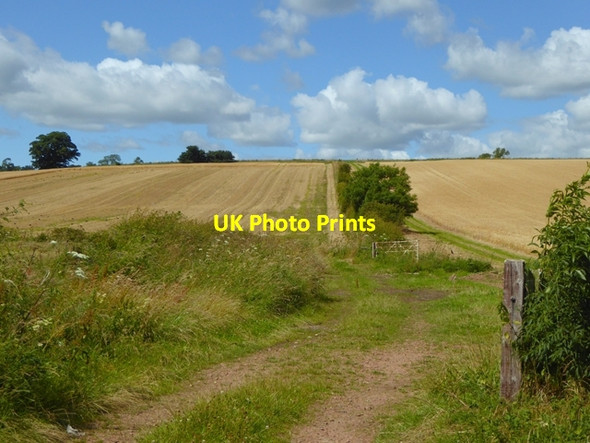 Photo 6"x4" Barley field near Middle Barton Glanton c2016
