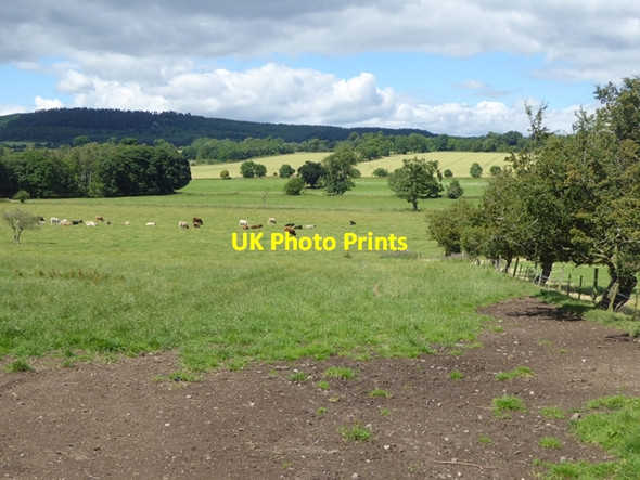 Photo 6"x4" Field with cattle near Shawdon Hall Bolton\/NU1013 c2016
