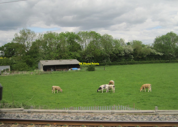 Photo 6"x4" View from a Rugby-Crewe train - cows grazing near Cathiron Cathiron c2016