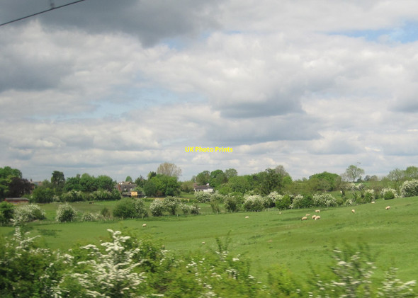 Photo 6"x4" View from a Rugby-Crewe train - sheep grazing near Shilton Shilton\/SP4084 c2016