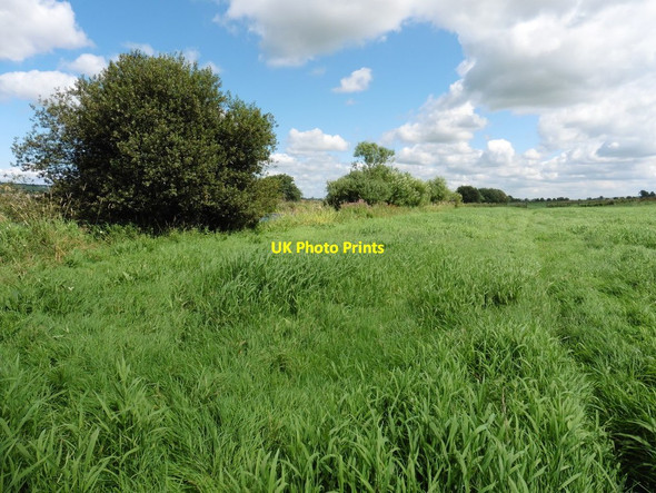Photo 6"x4" Grassland at Burdenham Farm Sutton Mallet c2016