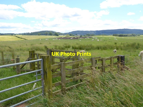 Photo 6"x4" Field with sheep near Shipley South Charlton c2016 P1