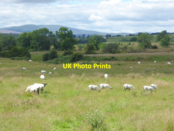 Photo 6"x4" Field with sheep near Shipley Lane South Charlton c2016