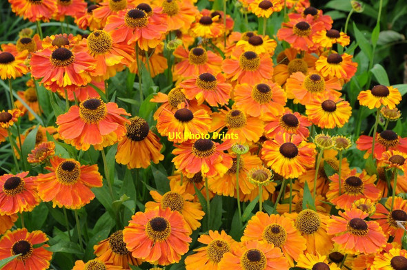 Photo 6"x4" Flowers at Webbs of Wychbold Henbrook c2016