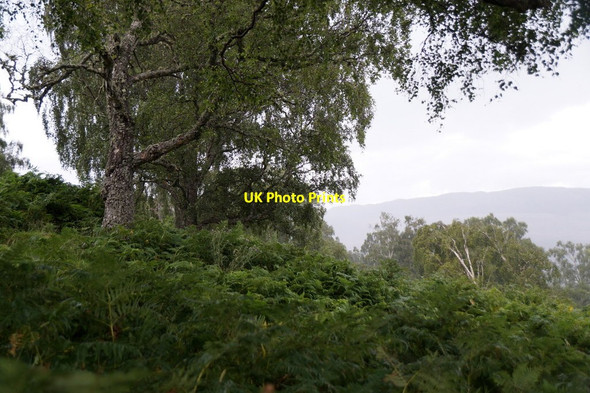 Photo 6"x4" Open birch woodland, Creagan Ruadh, above Inchmore Struy c2016