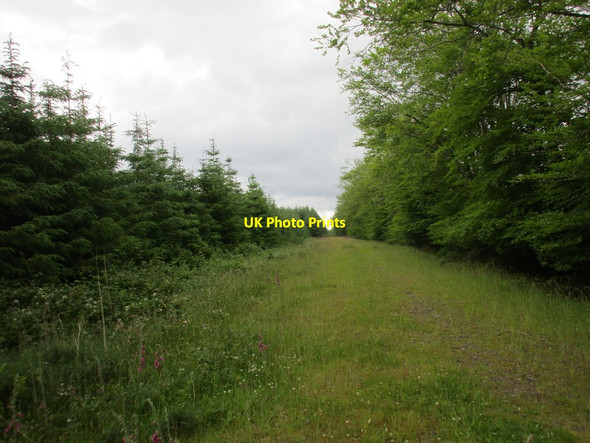 Photo 6"x4" Managed woodland Bartlemy c2016