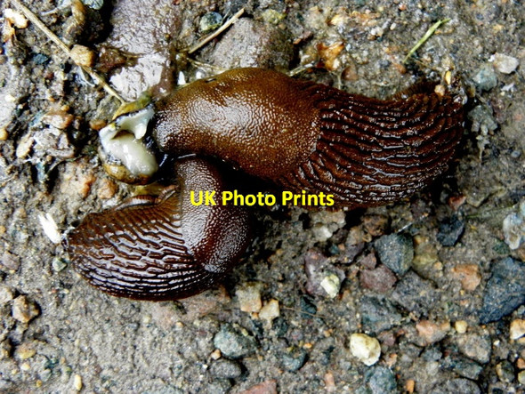 Photo 6"x4" Slugs - a sure sign of rain! Mountjoy\/H4277 c2016