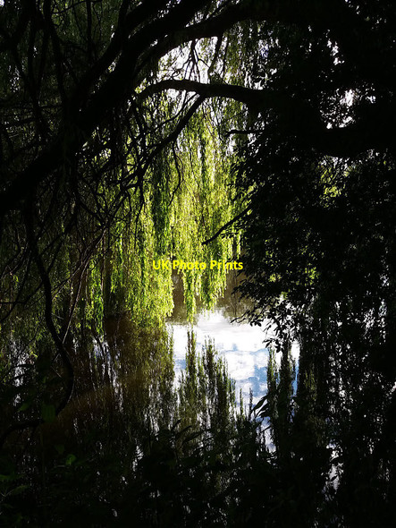 Photo 6"x4" Willows by the river Aire Horsforth c2016
