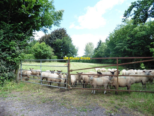 Photo 6"x4" Lambs near Brithem Bottom Ash Thomas c2016