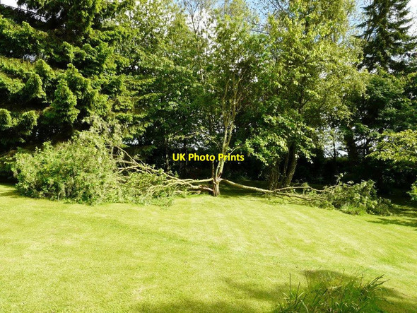 Photo 6"x4" Storm-damaged laburnum in garden of Winterdown Cottage Ridge Row c2015