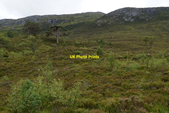Photo 6"x4" Hillside on the south side of Loch Affric Allt a' Choire Chruim c2016