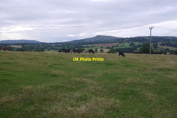Photo 6"x4" Cattle, Caynham Caynham\/SO5473 c2016 P1