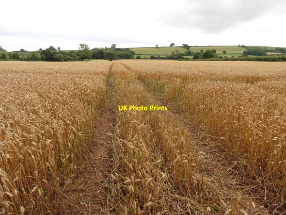 Photo 6"x4" Wheat field near Sutton Barton Ash Thomas c2016