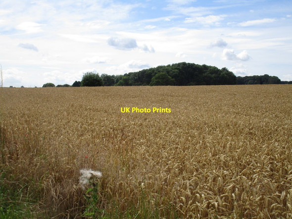 Photo 6"x4" View towards a small area of woodland Gildingwells c2016