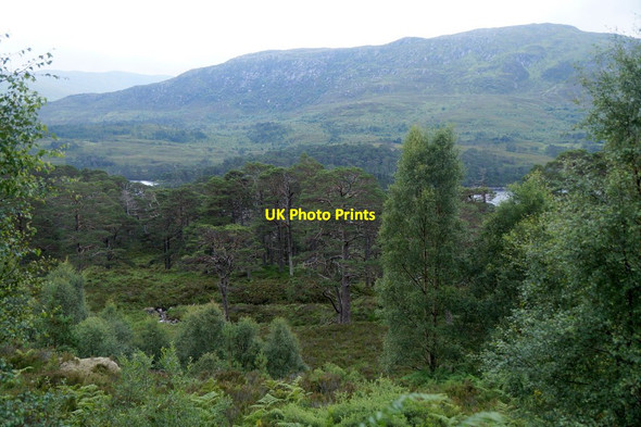 Photo 6"x4" Woodland on the north side of Loch Affric Loch Affric c2016