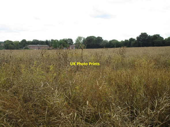 Photo 6"x4" Field of oilseed rape Wallingwells c2016