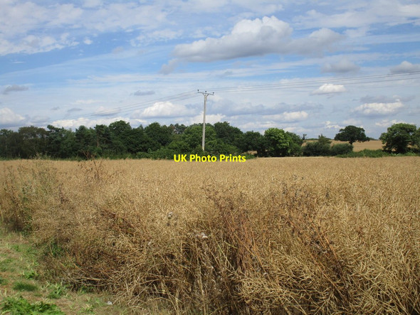 Photo 6"x4" Field of oilseed rape near Woodsetts Gildingwells c2016