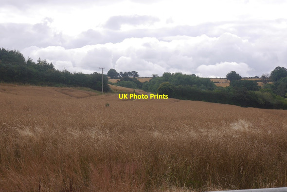 Photo 6"x4" Oilseed rape, Birchley St Michaels\/SO5865 c2016