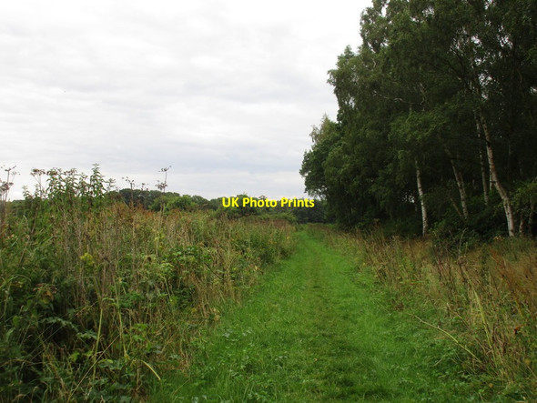 Photo 6"x4" Bridleway to Wasps Nest Wasps Nest c2016 P1