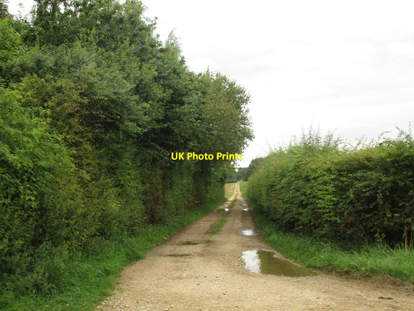 Photo 6"x4" Farm track to Stockdove Holt Wasps Nest c2016
