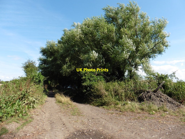Photo 6"x4" Straight Drove Cote\/ST3444 c2016