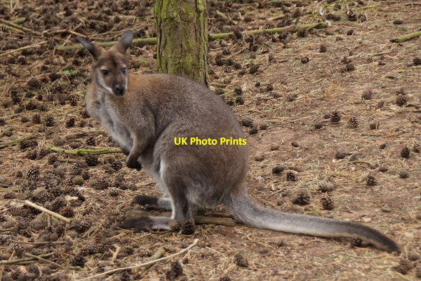 Photo 6"x4" Wallaby at East Links Family Park, Dunbar West Barns c2016