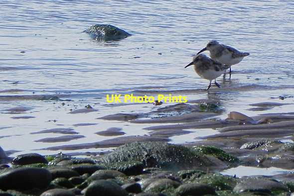 Photo 6"x4" Sanderling (Calidris alba) Lunan\/NO6851 c2016