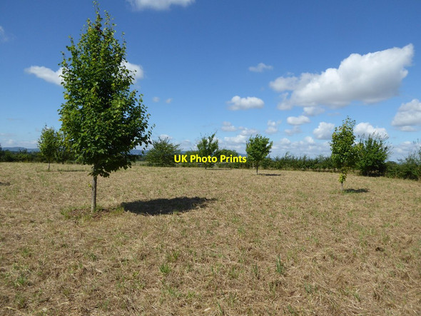 Photo 6"x4" Trees in Croome Park Dunstall Common c2016